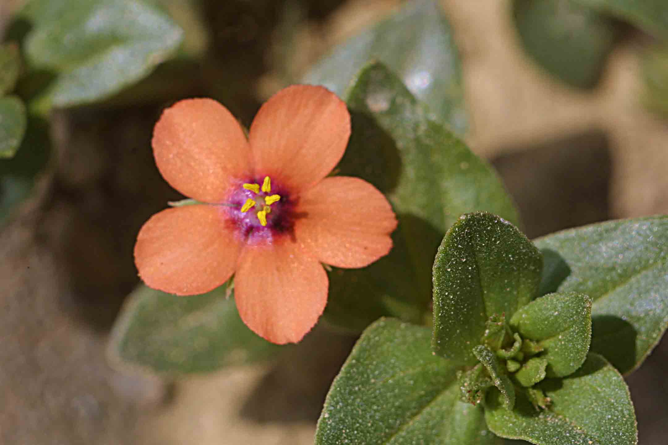 Un fiorellino microscopico.. Anagallis arvensis